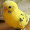 Yellow Budgie